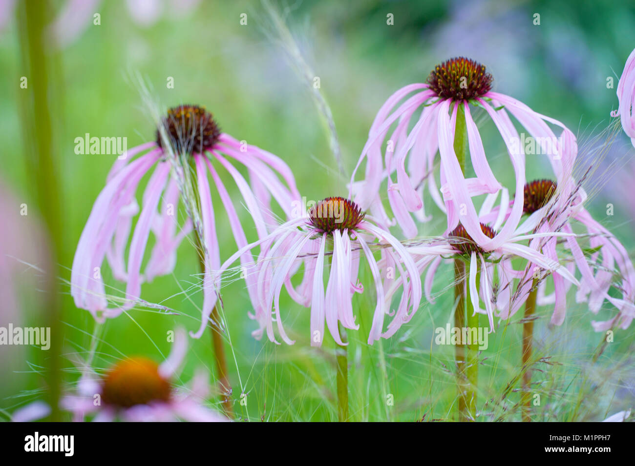 Echinacea simulata,Heller Scheinsonnenhut,viola chiaro coneflower Foto Stock