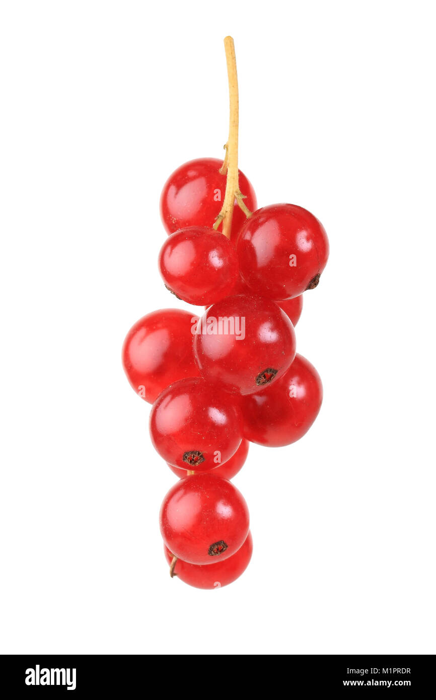 Bacche, ribes rosso, varietà Rovanda, piastre di libero, Beerenobst, Rote Johannisbeere, Sorte Rovanda, Freisteller Foto Stock