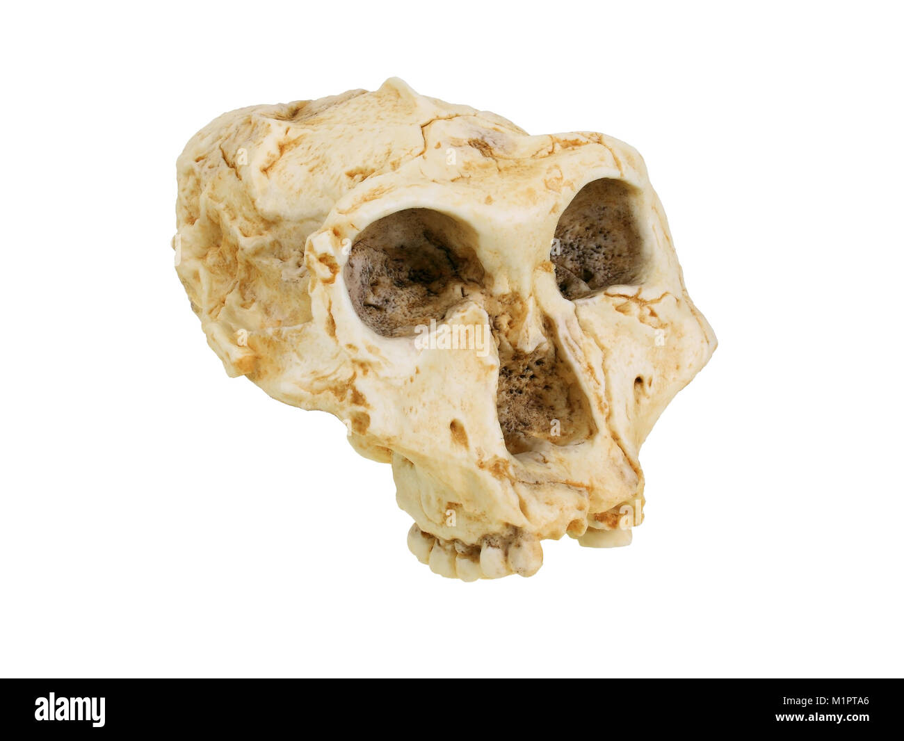 Tribal storia dell'umanità, evoluzione umana, Family Tree di uomo, replica di testa di forma Paranthropus., Stammesgeschichte der Menschheit, Evolution der Foto Stock