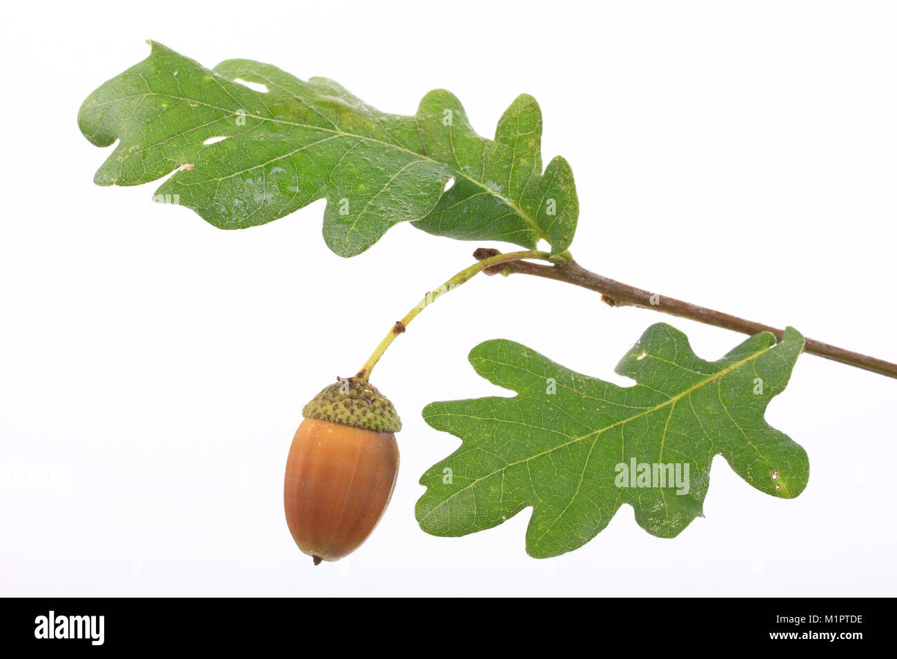 Acorn con foglie di quercia di Farnia Quercus robur, piastre libere., Eichel Eichenblatt mit der Stieleiche Quercus robur, Freisteller. Foto Stock