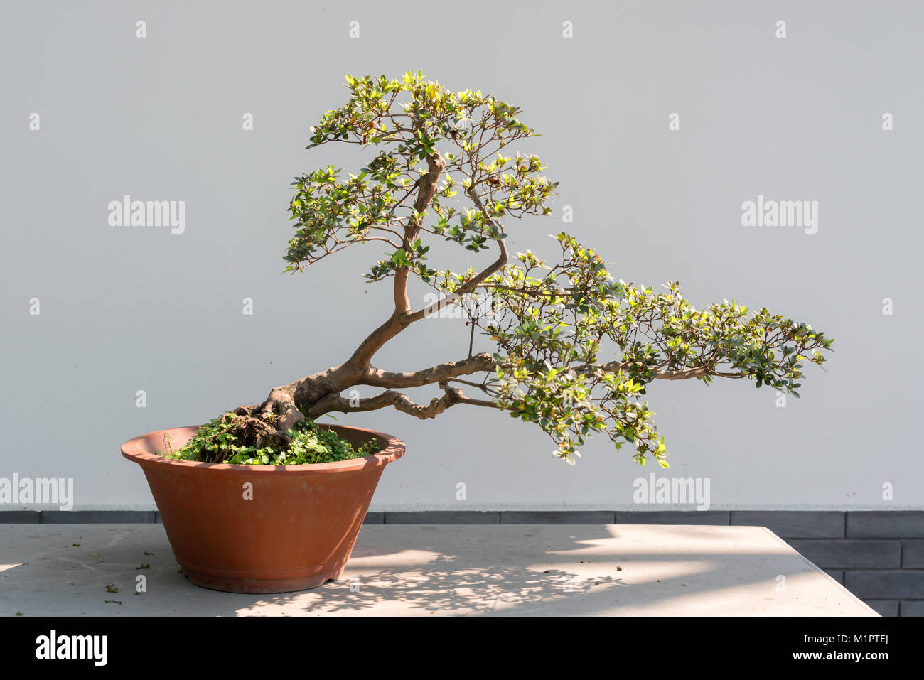 Albero di Bonsai in presenza di luce solare contro un muro bianco Foto Stock
