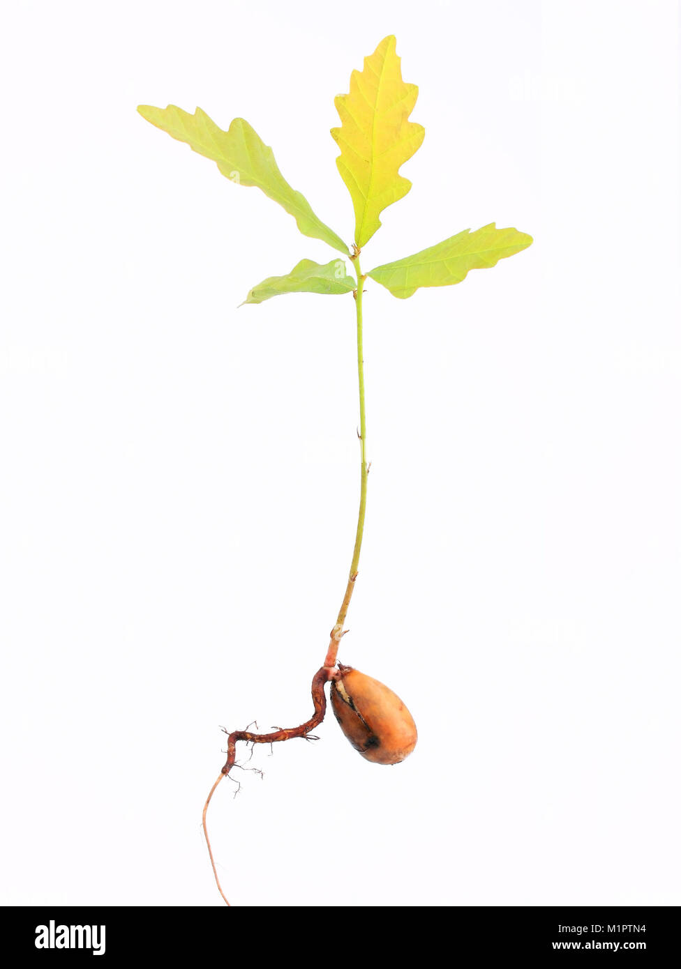 Il rampollo di una quercia Quercus robur con fittoni e le prime foglie, piastre libere., Sprößling einer Eiche Quercus robur mit einer Pfahlwurzel und den ers Foto Stock