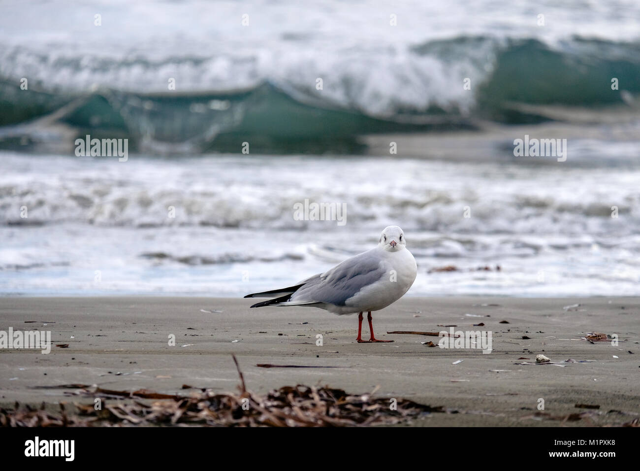 Baby seagull sulla spiaggia in Larnaca guardando dritto verso la fotocamera. Onde che si infrangono in background Foto Stock