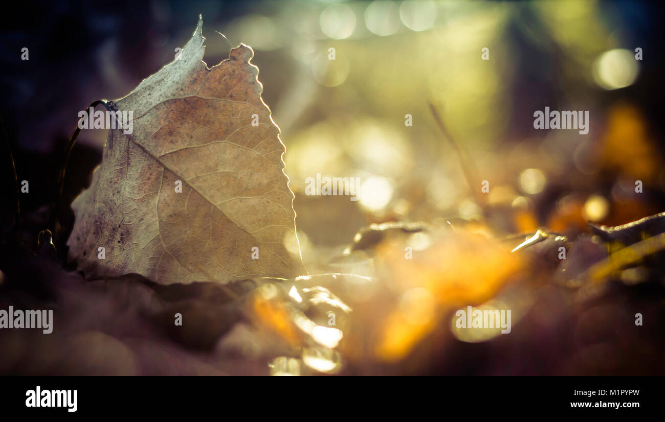 Caduto foglie illuminate dal sole Foto Stock