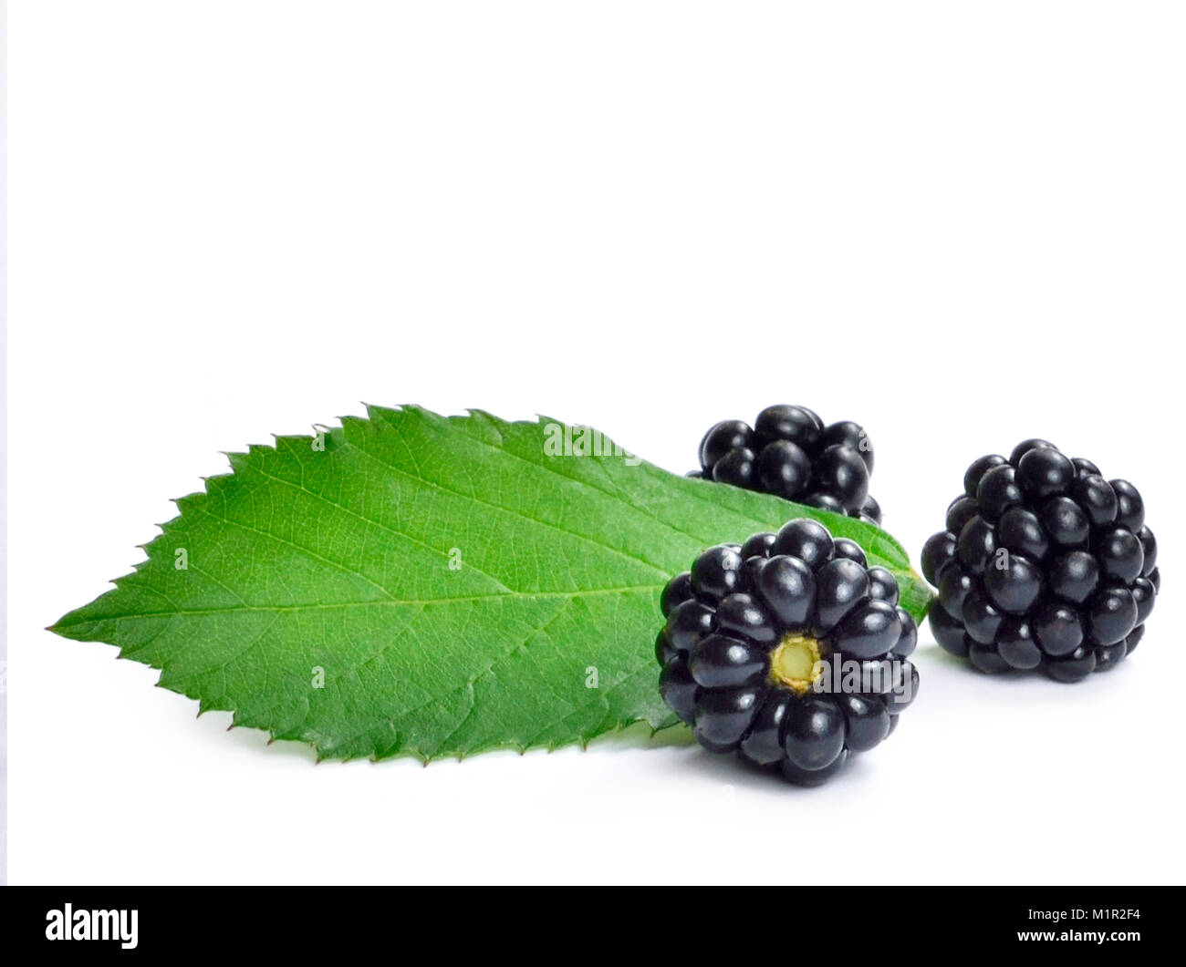 Blackberry freschi frutti o frutti di bosco con foglia, isolati su sfondo bianco. Shiny More, frutti maturi. Foto Stock