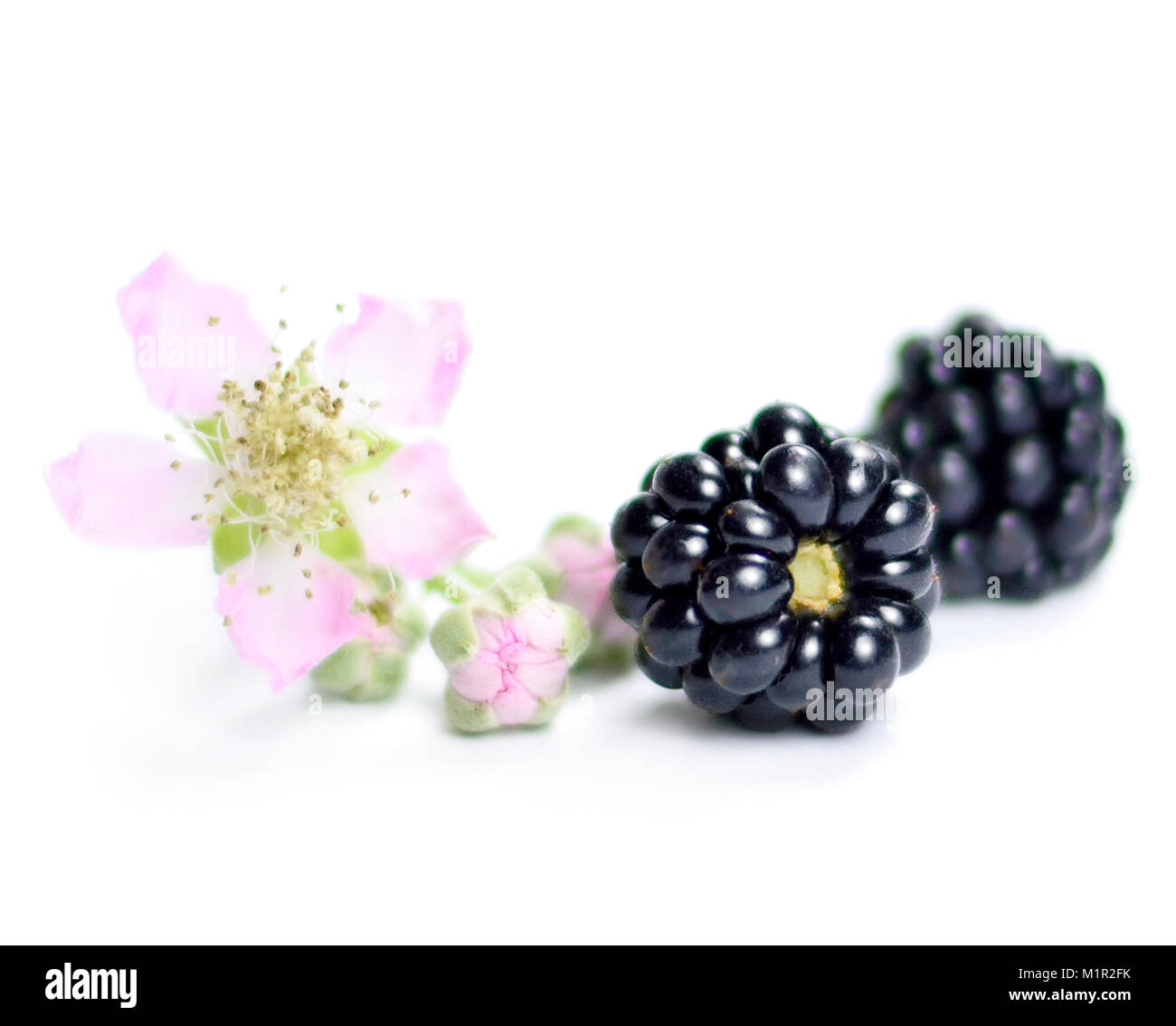 Freschi di more e blackberry fiore, isolati su sfondo bianco. Frutta fresca o frutti di bosco scena. Mangiare sano. Foto Stock