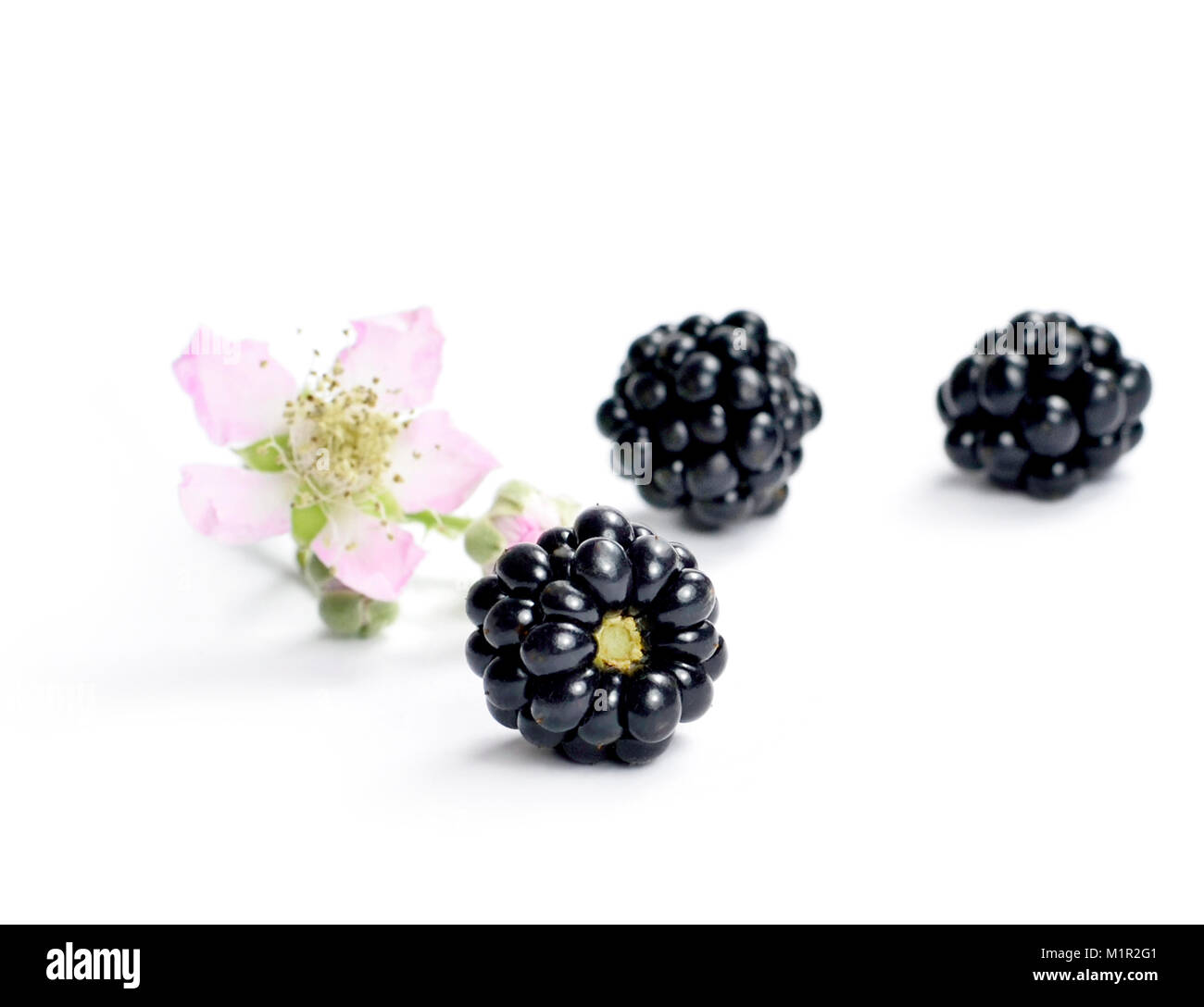 Freschi di more e blackberry fiore, isolati su sfondo bianco. Frutta fresca o frutti di bosco scena. Mangiare sano. Foto Stock