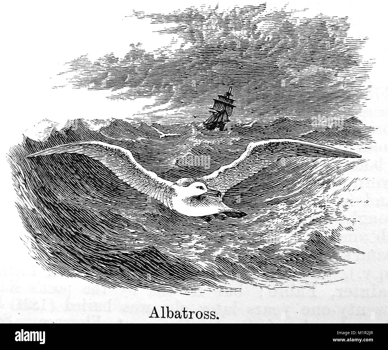 Un 1889 illustrazione dalla camera enciclopedia - Illustrazione di un albatross in volo con nave a vela dietro Foto Stock