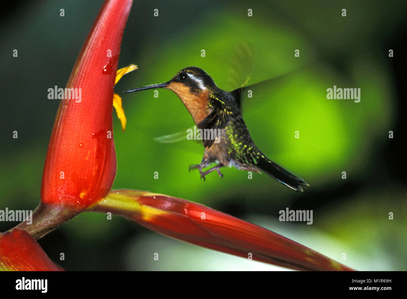Costa Rica. Monte Verde. Parco nazionale di Monte Verde. Cloud Forest. Hummingbird. Magenta Woodstar Throated. (Calliphlox bryantea ). Foto Stock