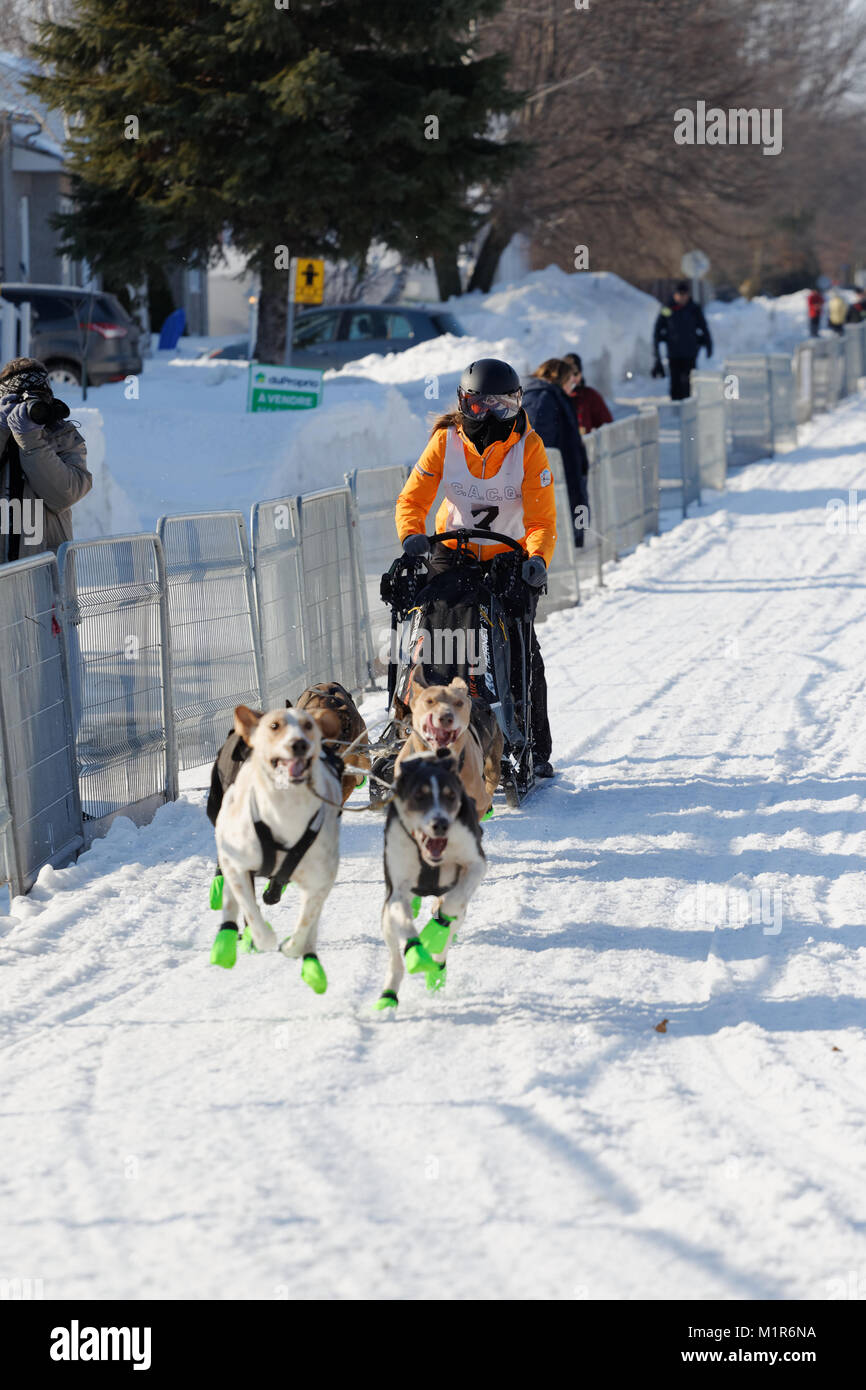 L'Epiphanie, Canada 1/28/2018 . Un musher e il suo team di cani in gara til International corsa di cani da slitta di Lanaudiere, Foto Stock