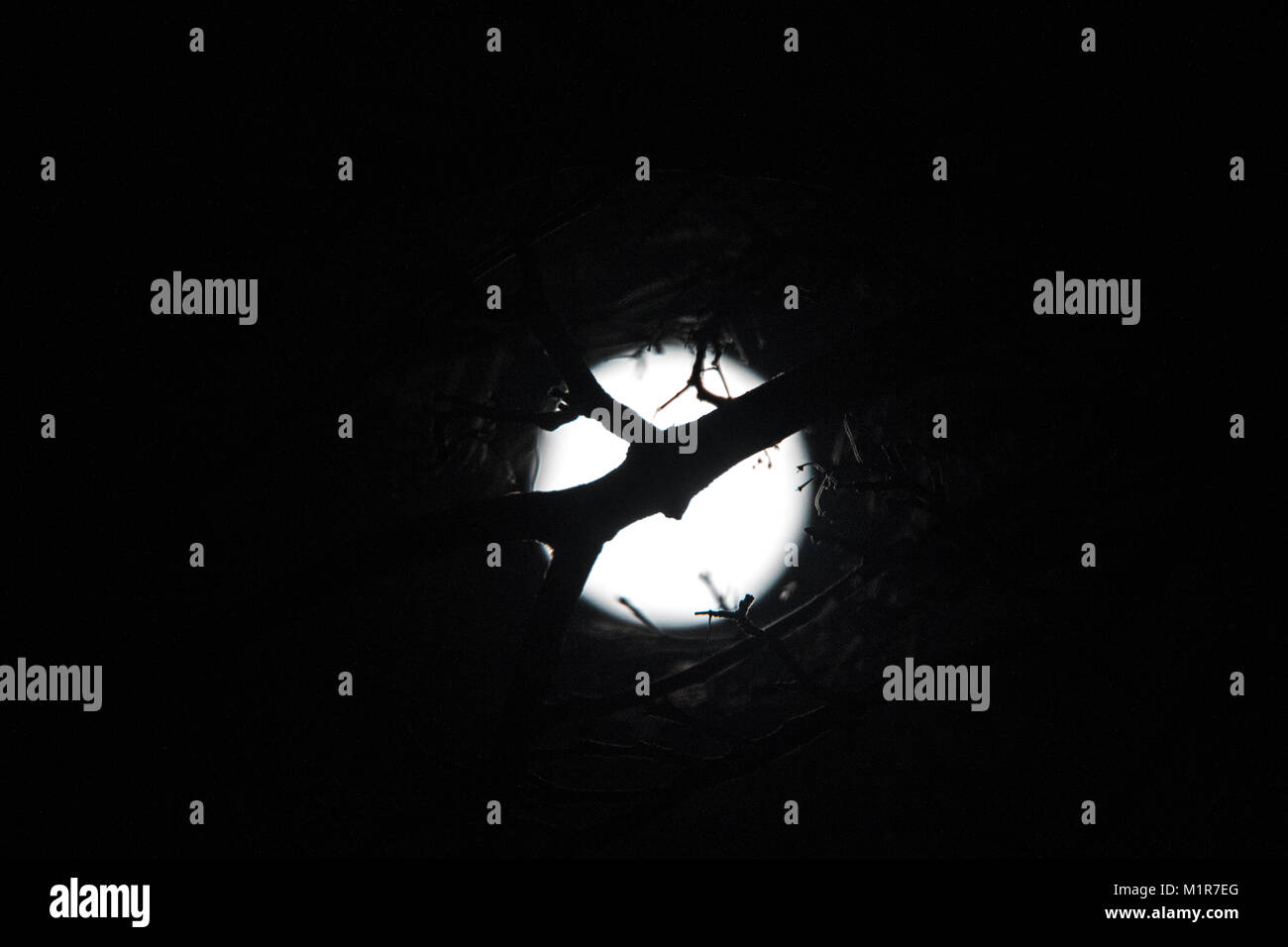 Maidstone Kent. Il 1° febbraio 2018. Una vista della rara "Super sangue Blu Moon" avvistati in Maidstone Kent, Regno Unito. Il 1° febbraio 2018. Credito: glamourstock/Alamy Live News Foto Stock