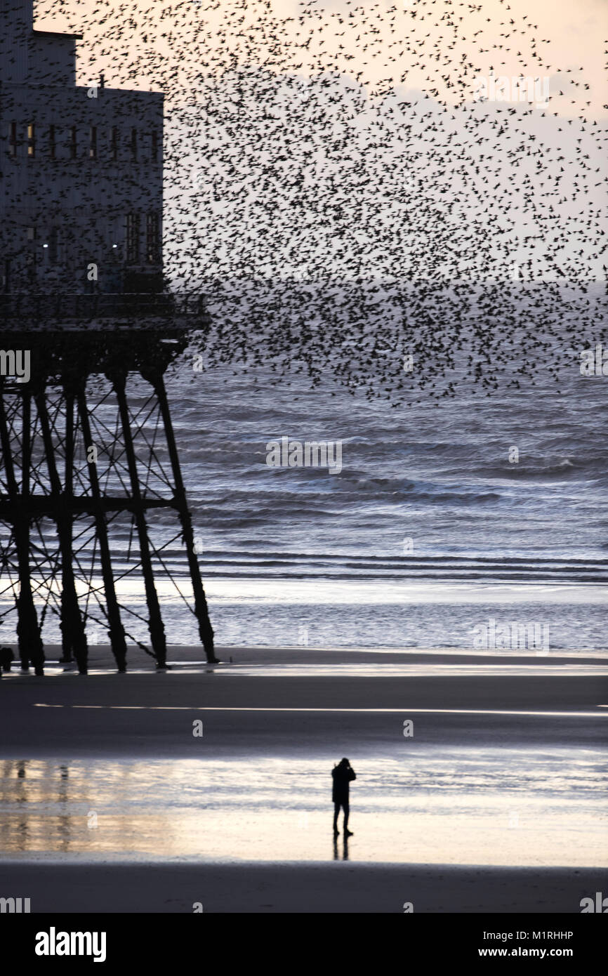 Blackpool, Regno Unito. Il 1° febbraio 2018. Un fotografo solitario sorge di fronte al Starling Murmuration a Blackpool North Pier. Credito: Russell Millner/Alamy Live News Foto Stock