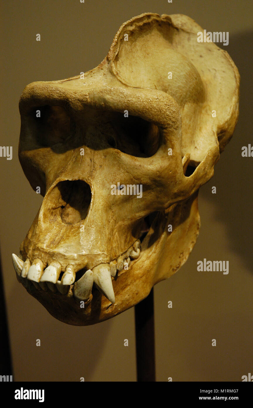 Cranio di un West African gorilla. Zoo di Barcellona. La Catalogna. Spagna. Foto Stock