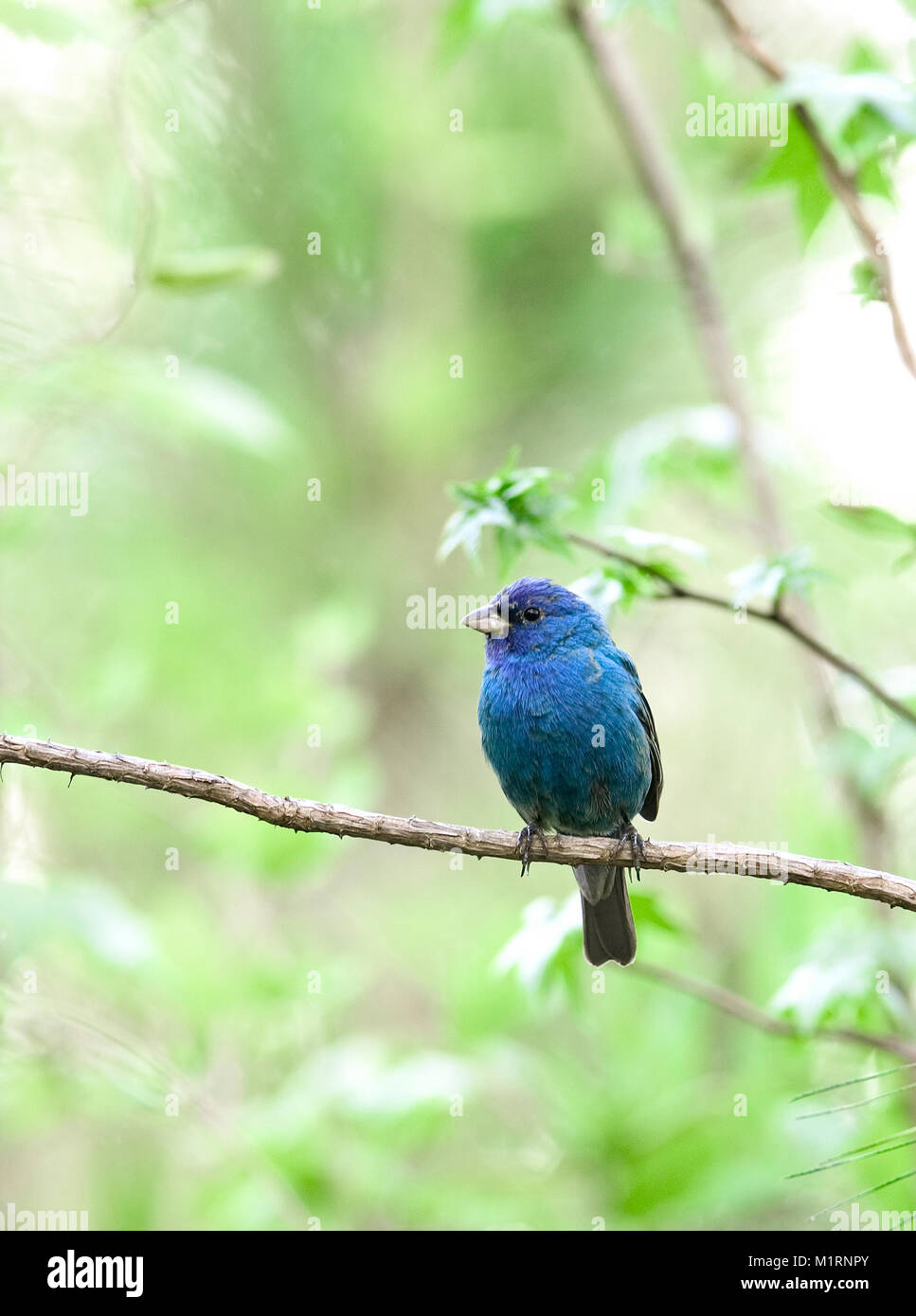 Indigo Bunting, CARDINALIDAE Passerina cyanea, appollaiato su un ramo in Monroeville, Alabama, STATI UNITI D'AMERICA Foto Stock