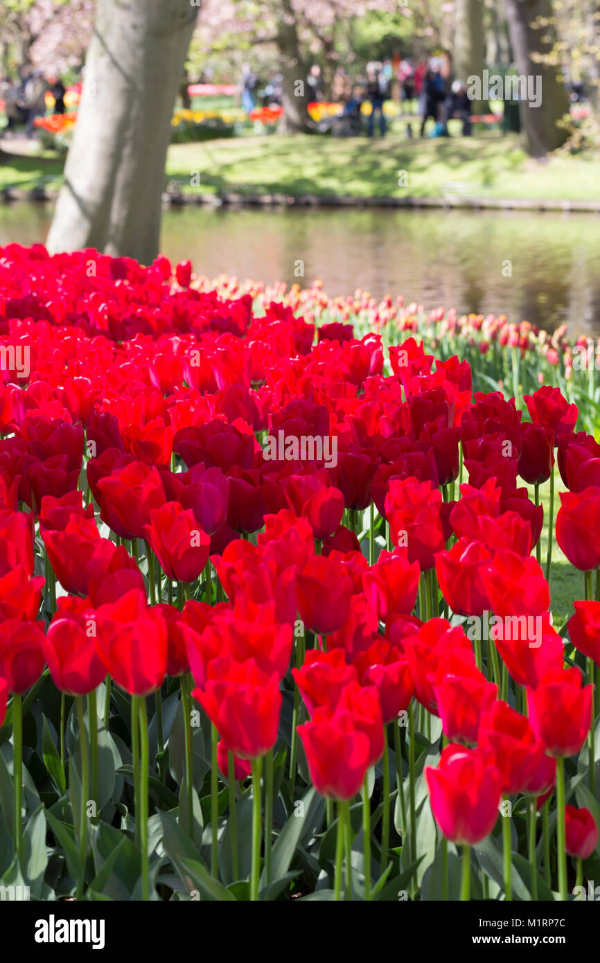 Plantings di massa dei tulipani rossi a giardini Keukenhof Foto Stock