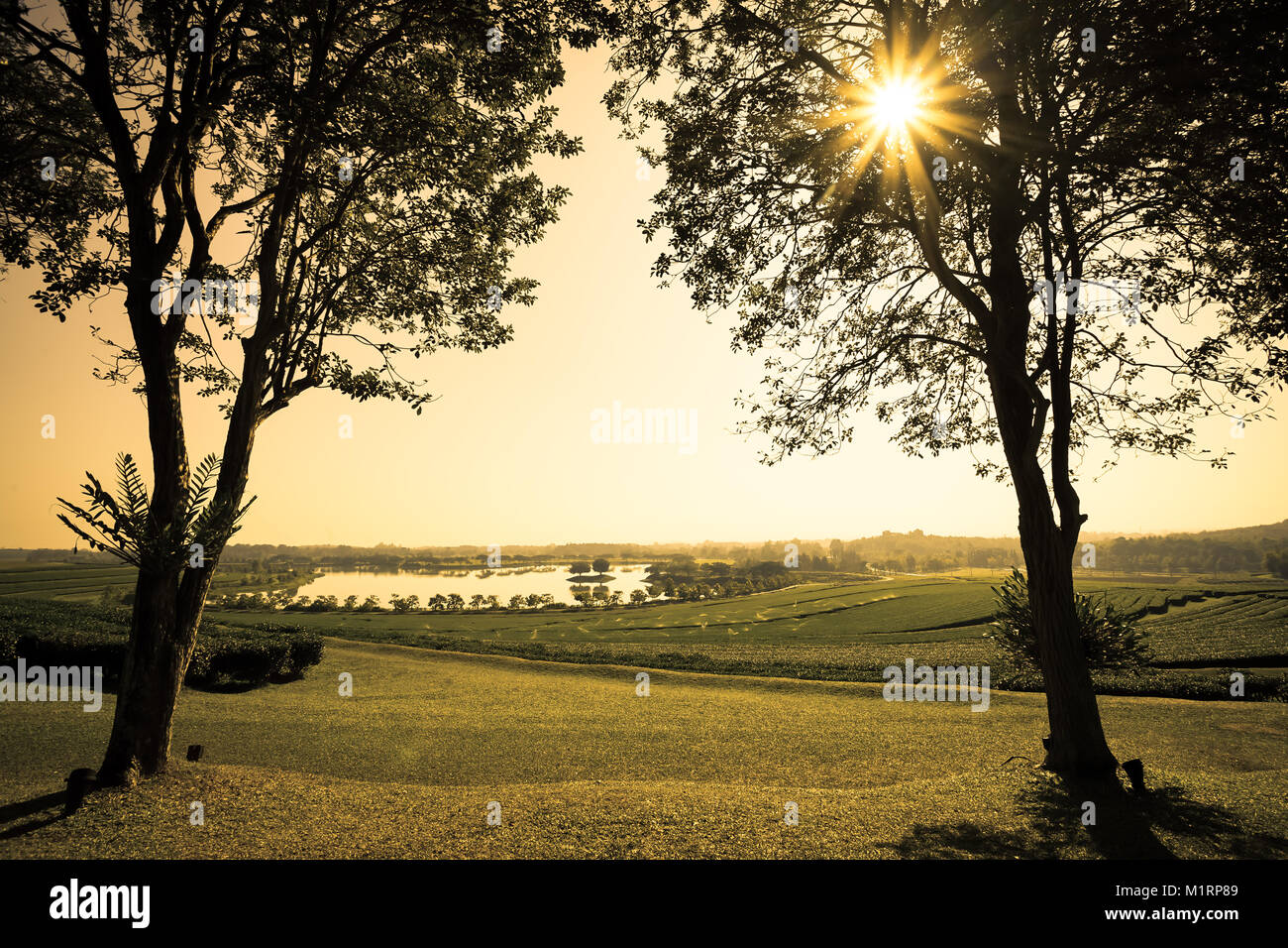 Bella vista al tramonto di albero e la piantagione di tè con il lago in Chiang Rai, Thailandia Foto Stock