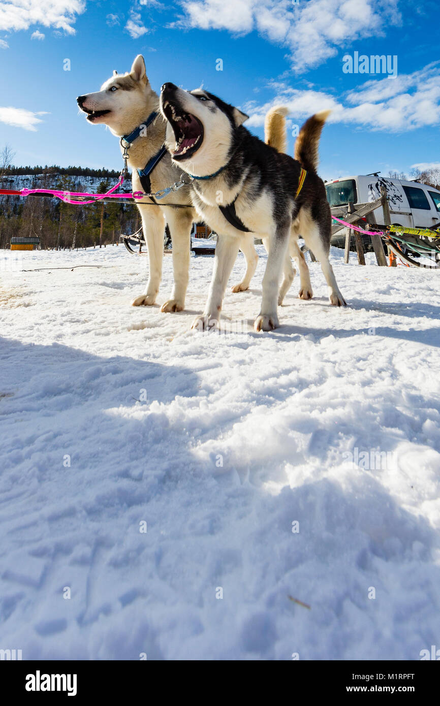 Overbygd, Norvegia. Slitte trainate dai cani Cani contro il cielo blu nella soleggiata condizioni invernali Foto Stock