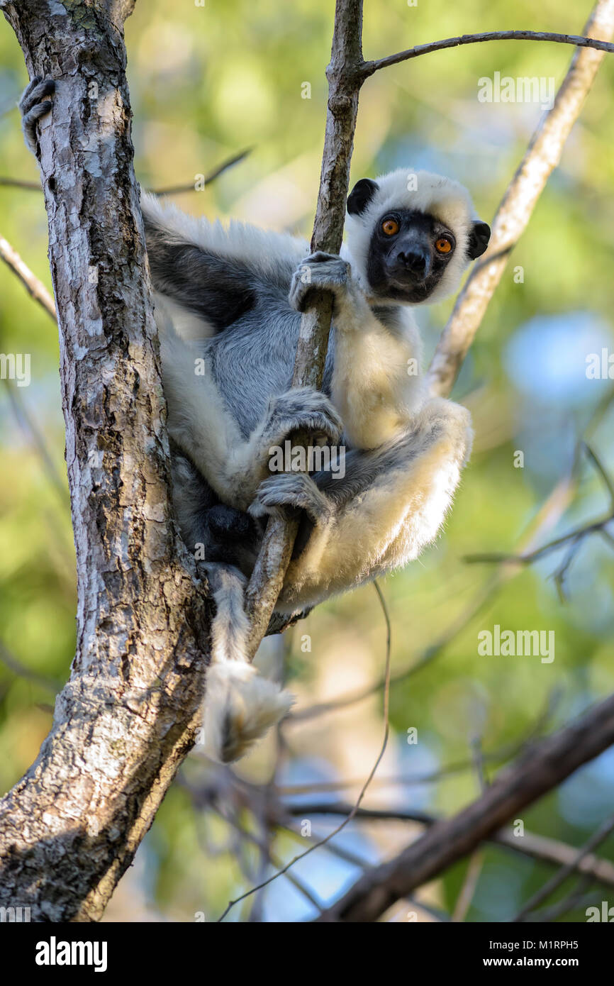 Van der Decken il sifaka - Propithecus deckenii, foresta secca del Madagascar costa ovest. Tsingy. Carino primate. Madagascar endemite. Foto Stock