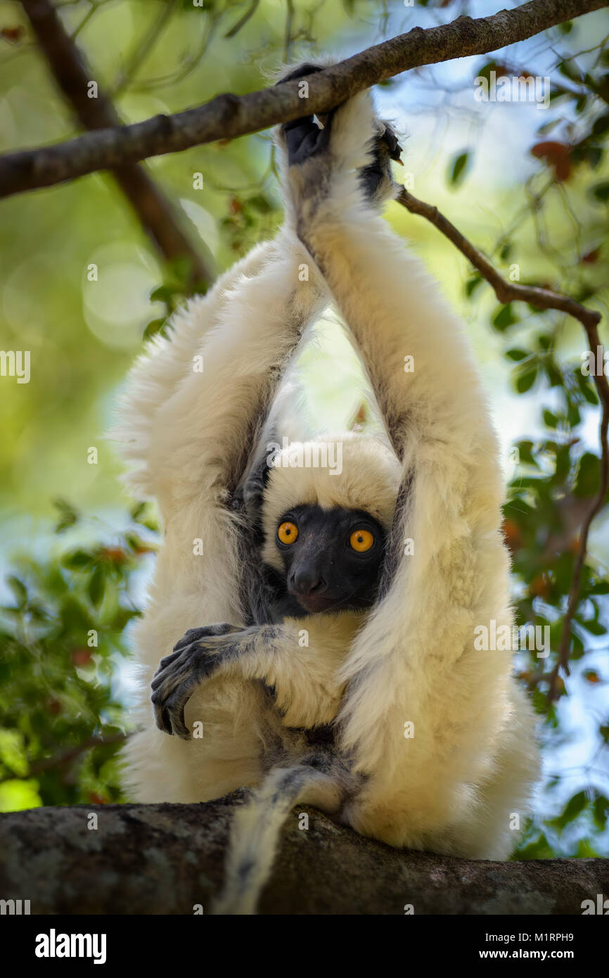 Van der Decken il sifaka - Propithecus deckenii, foresta secca del Madagascar costa ovest. Tsingy. Carino primate. Madagascar endemite. Foto Stock