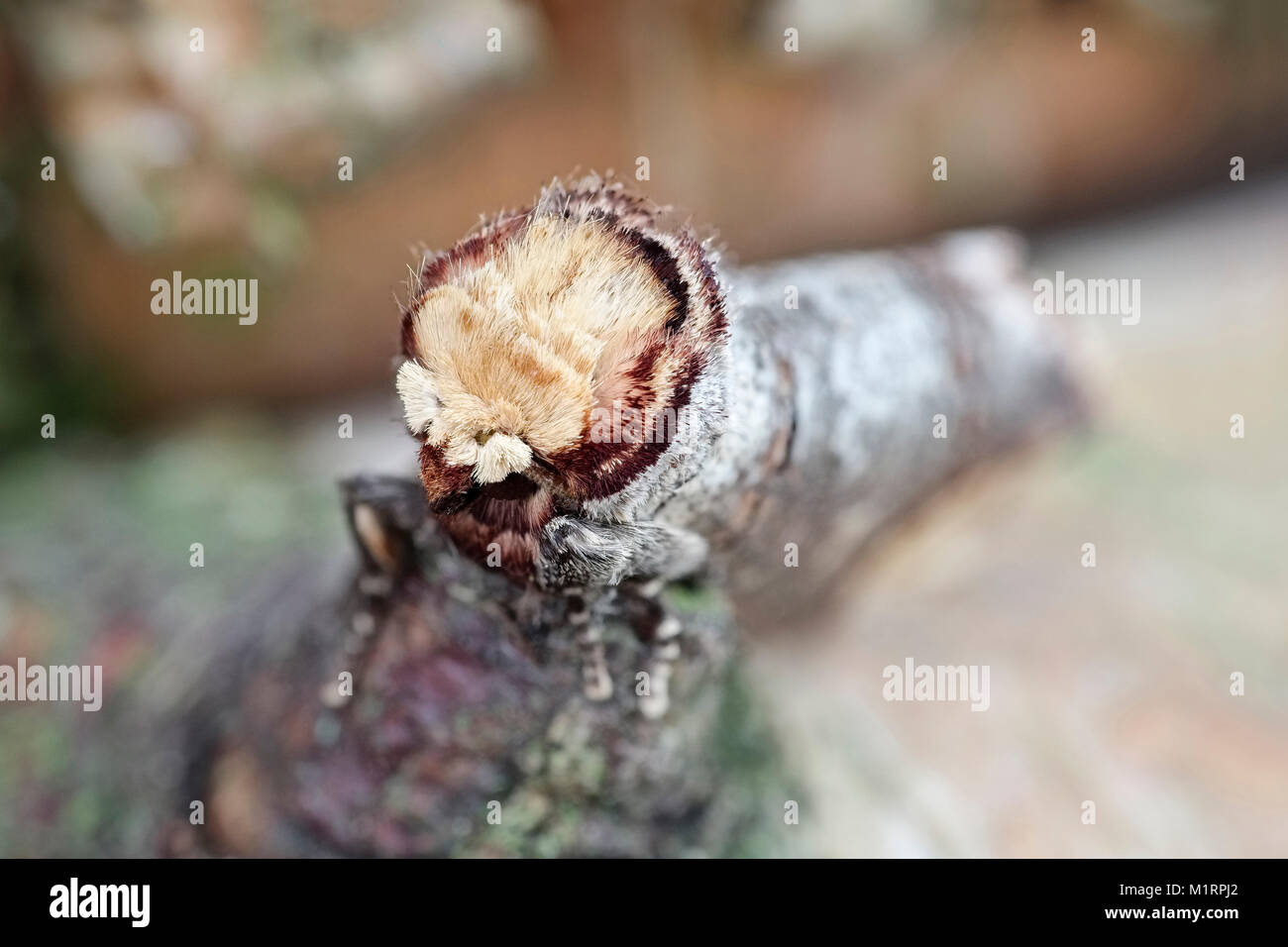 Buff falena punta a riposo e mostrando il camuffamento in argento di corteccia di betulla - Phalera bucephala Foto Stock