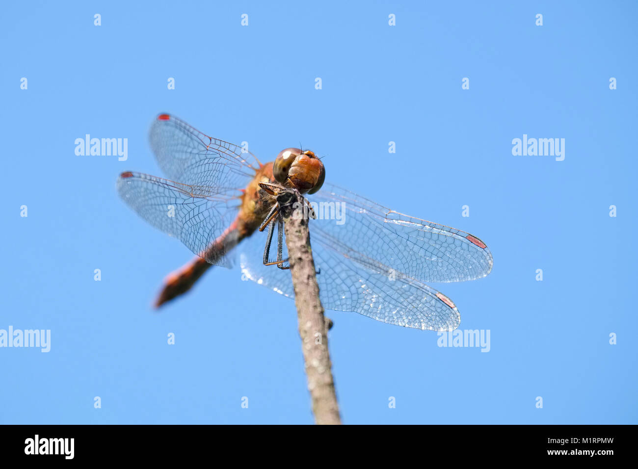 Common Darter Dragonfly in appoggio sul ramoscello pesce persico - sympetrum striolatum Foto Stock