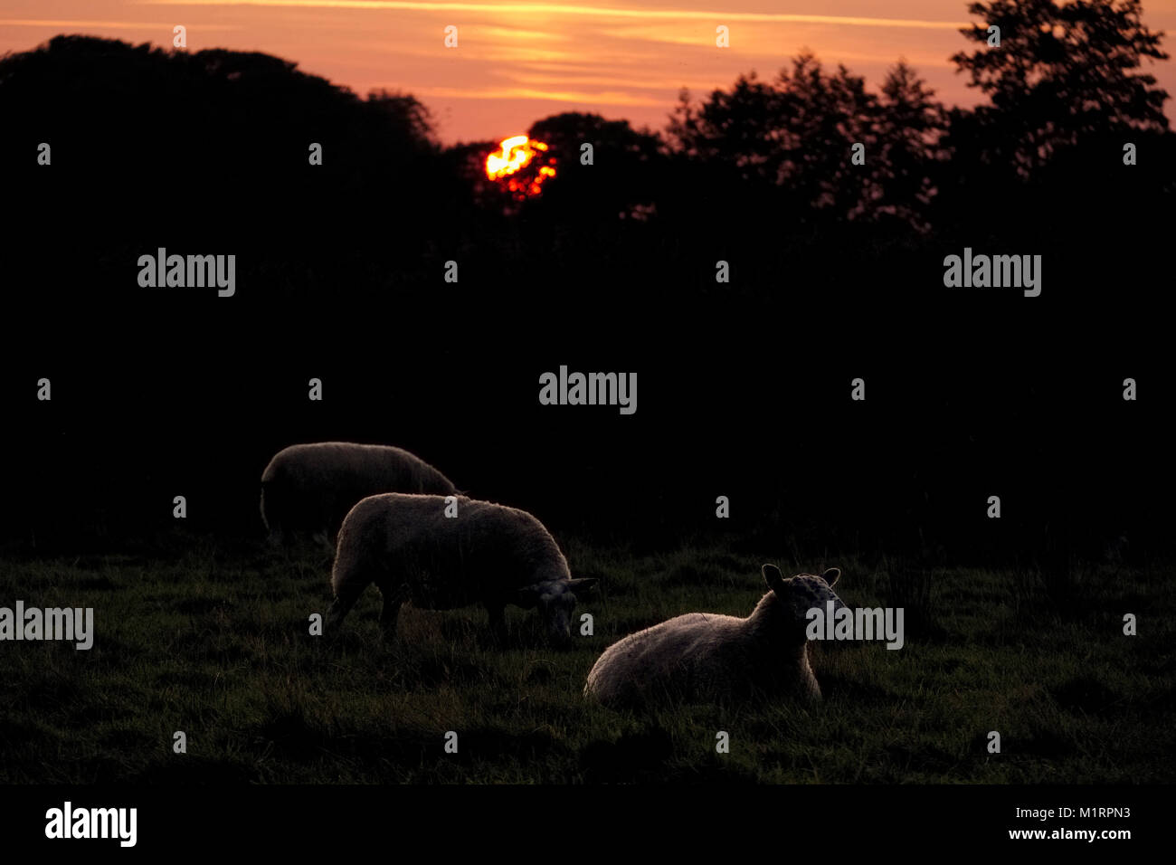 Tre pecore al pascolo al tramonto - NORFOLK REGNO UNITO Foto Stock