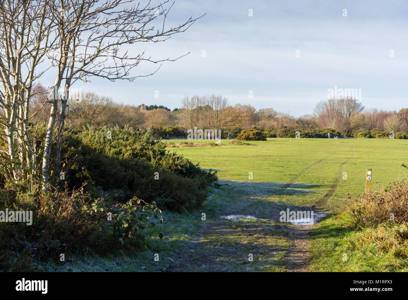 Dog walkers fuori su un soleggiato inverni mattina, Turbary comune, Dorset, Regno Unito Foto Stock