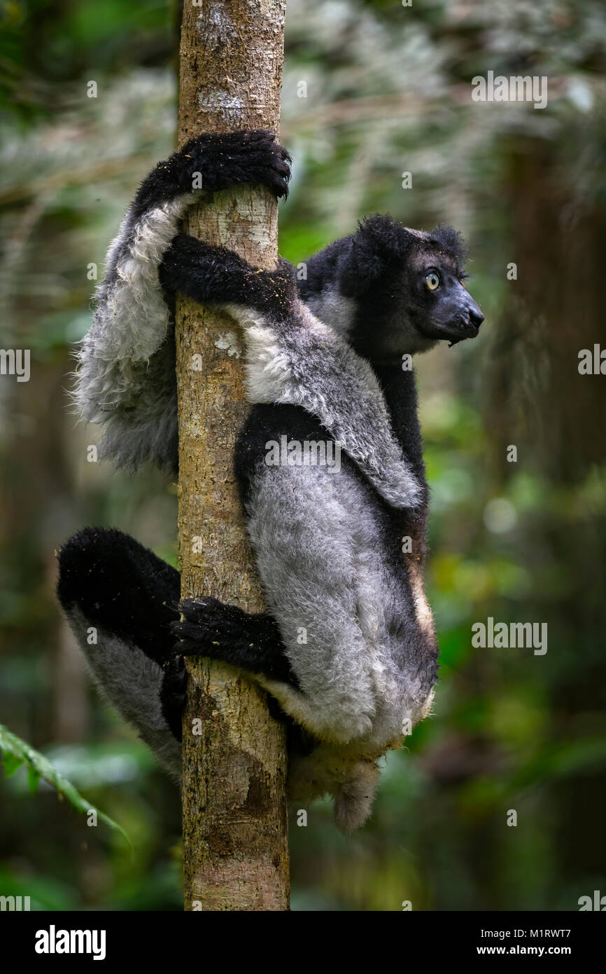 - Indri Indri Indri Indri, rain forest Madagascar east coast. Carino primate. Madagascar endemite. Il lemure più grande. Foto Stock