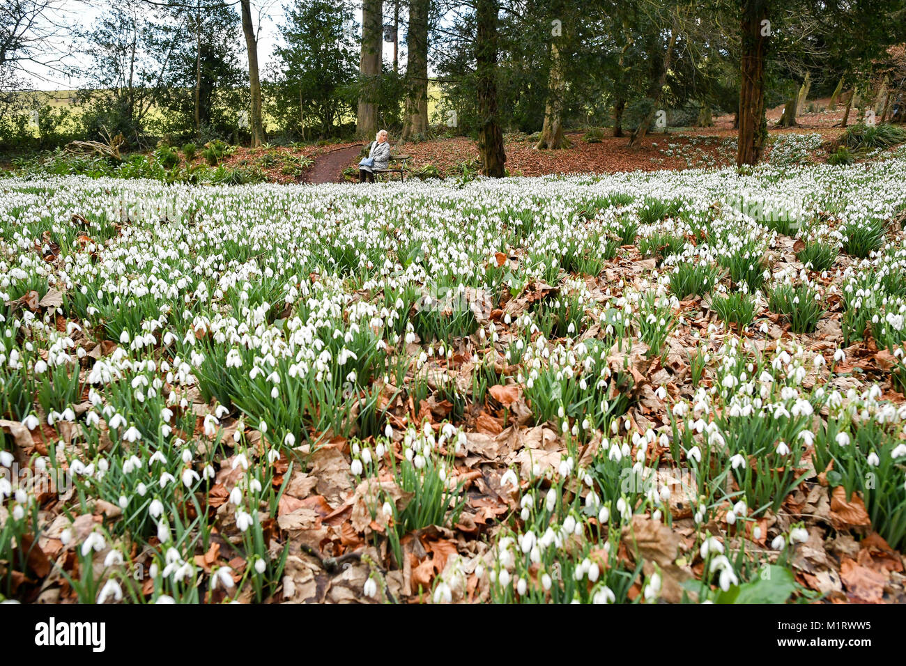 Snowdrops al giardino in stile rococò in Painswick, Gloucestershire, dove la tradizionale fiori invernali sono in piena fioritura. Foto Stock