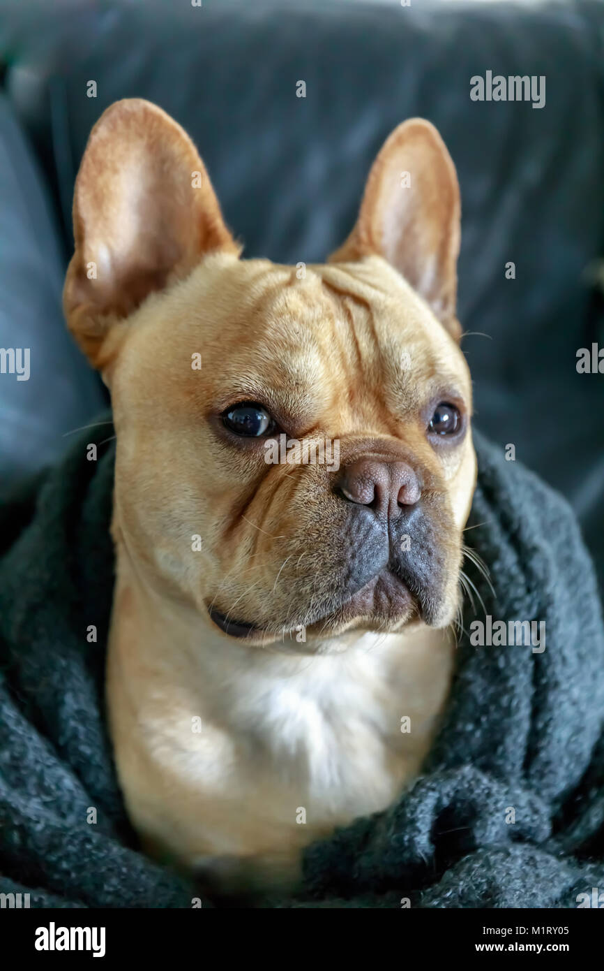 Bulldog francese avvolto in un lenzuolo sul divano. Foto Stock