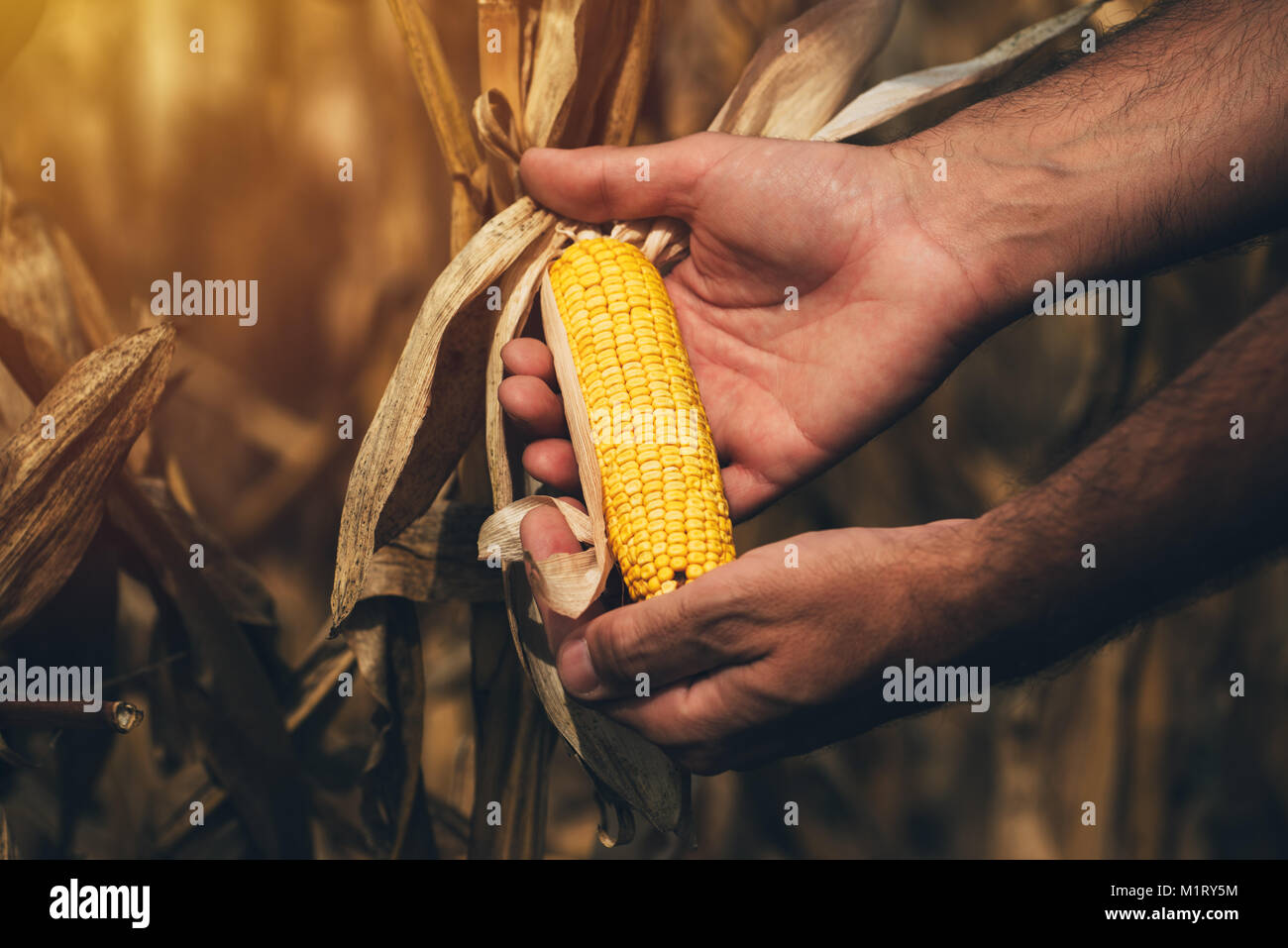 Imprenditore agronomo azienda orecchio di mais sulle pannocchie. Granturco mature pronte per il raccolto. Foto Stock