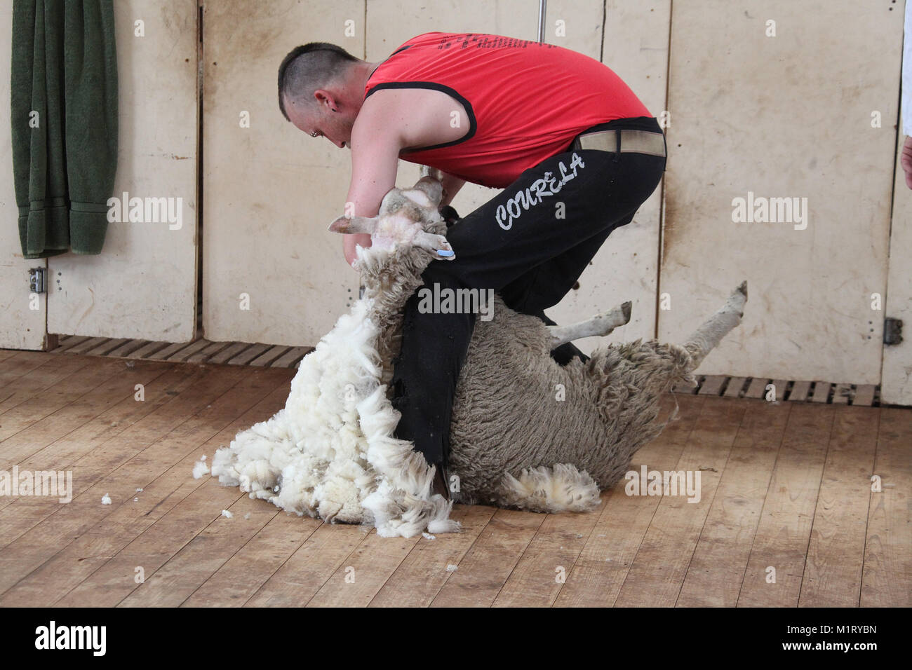 Pecore Shearer Foto Stock