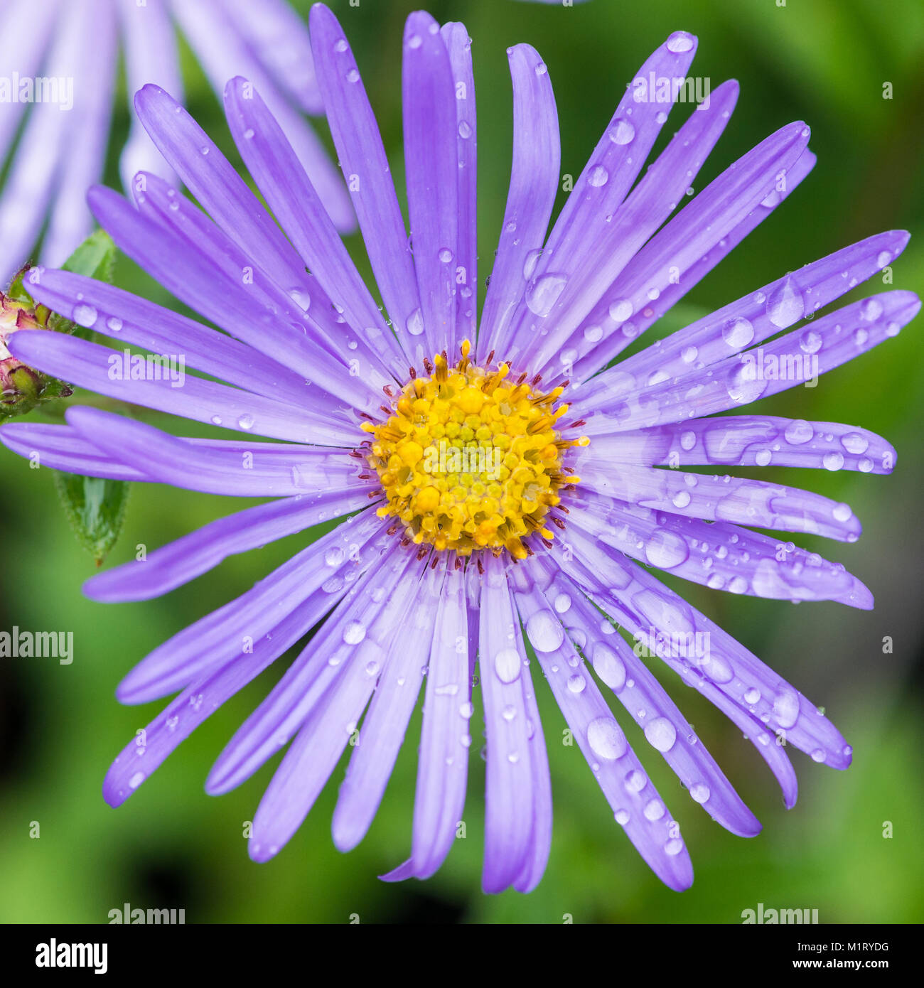 Una ripresa macro di un colore blu pallido aster bloom. Foto Stock