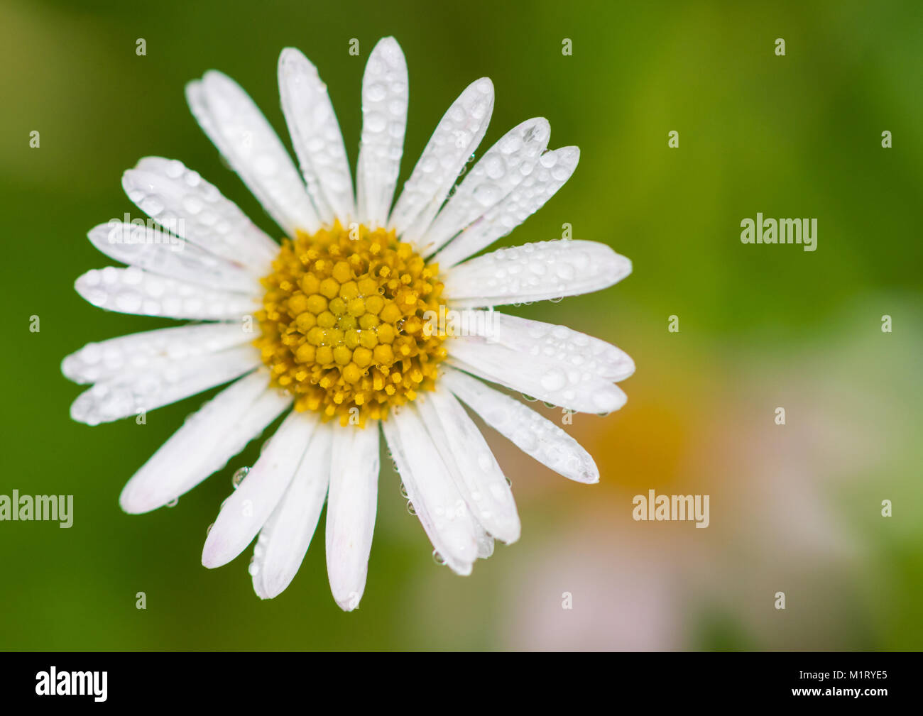 Una ripresa macro di un erigeron bloom. Foto Stock