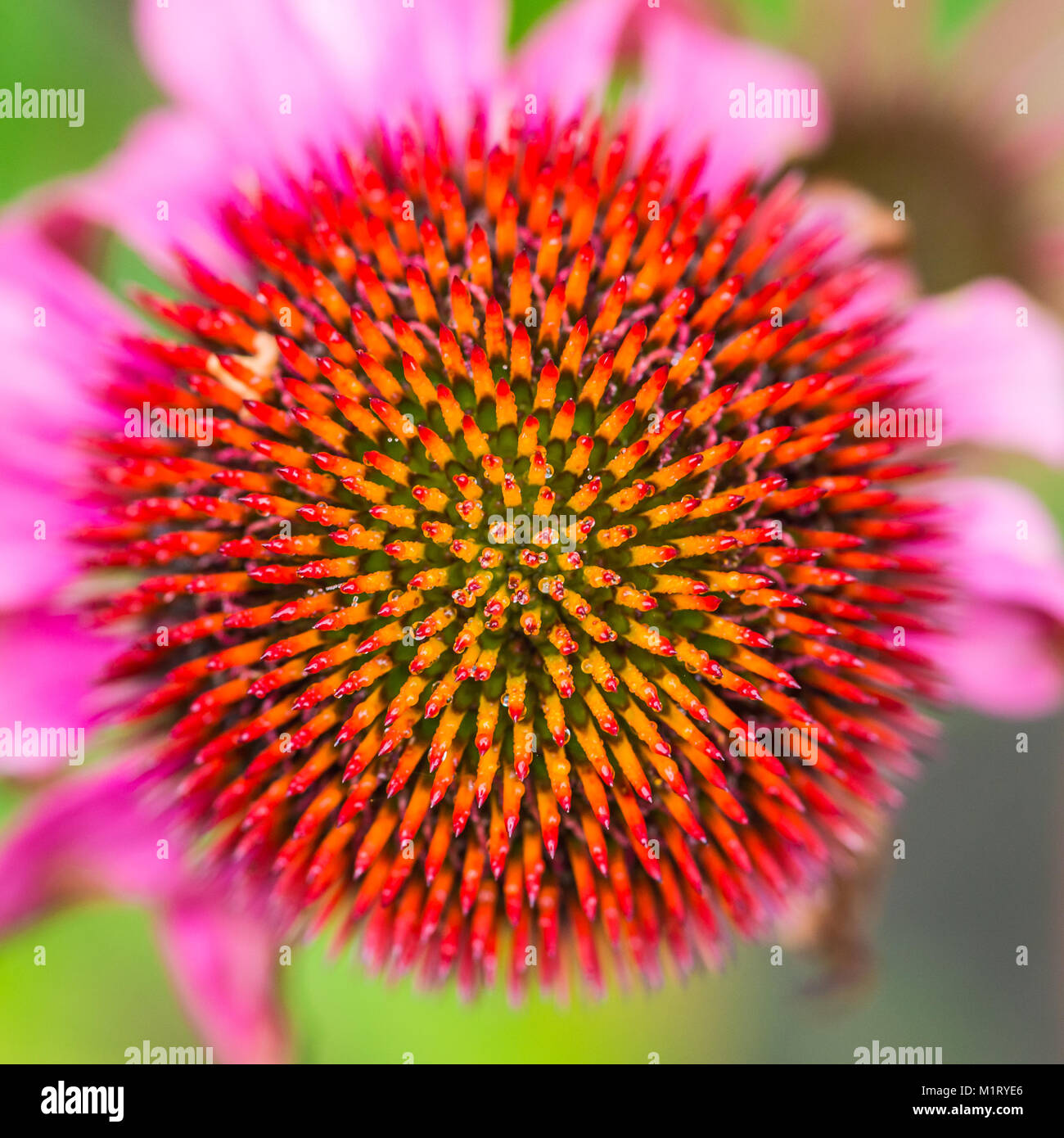 Una macro shot del centro di un fiorire di echinacea. Foto Stock