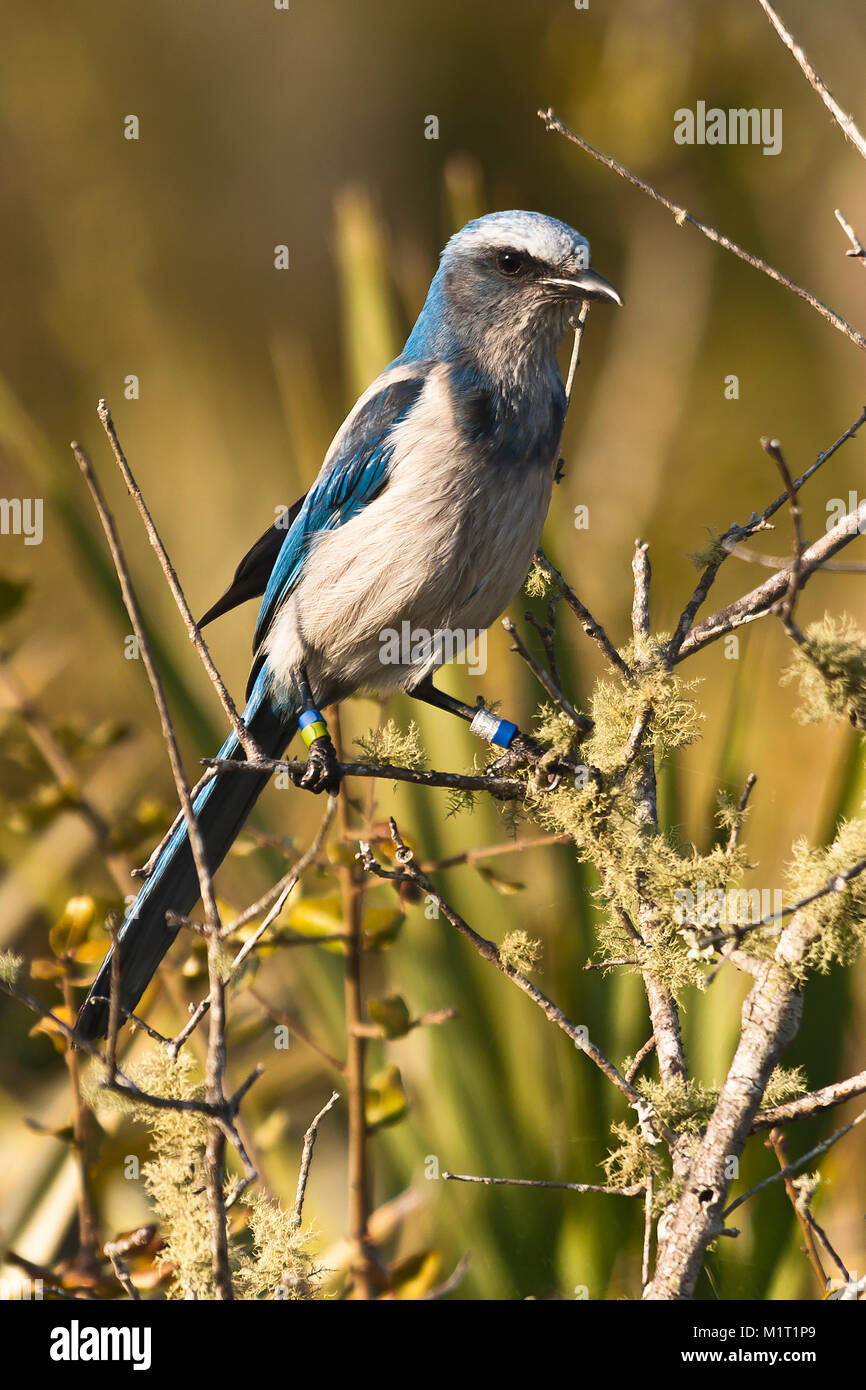 Flordia scrub-jay in campo di Oscar Scherer del parco statale, Florida Foto Stock