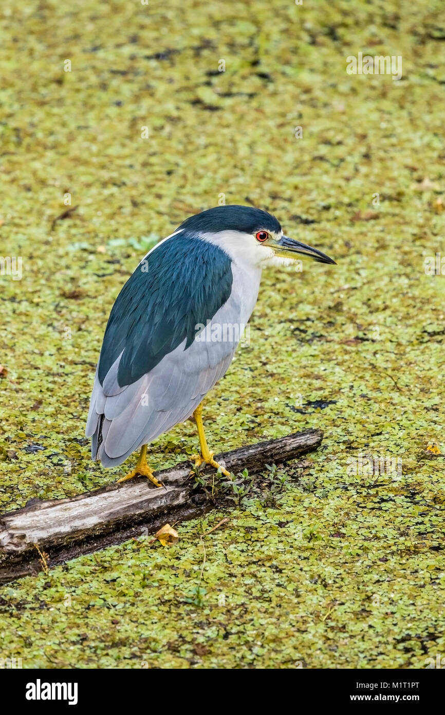 Nero-incoronato Night-Heron, lattuga Lake Park, Tampa, FL. Foto Stock