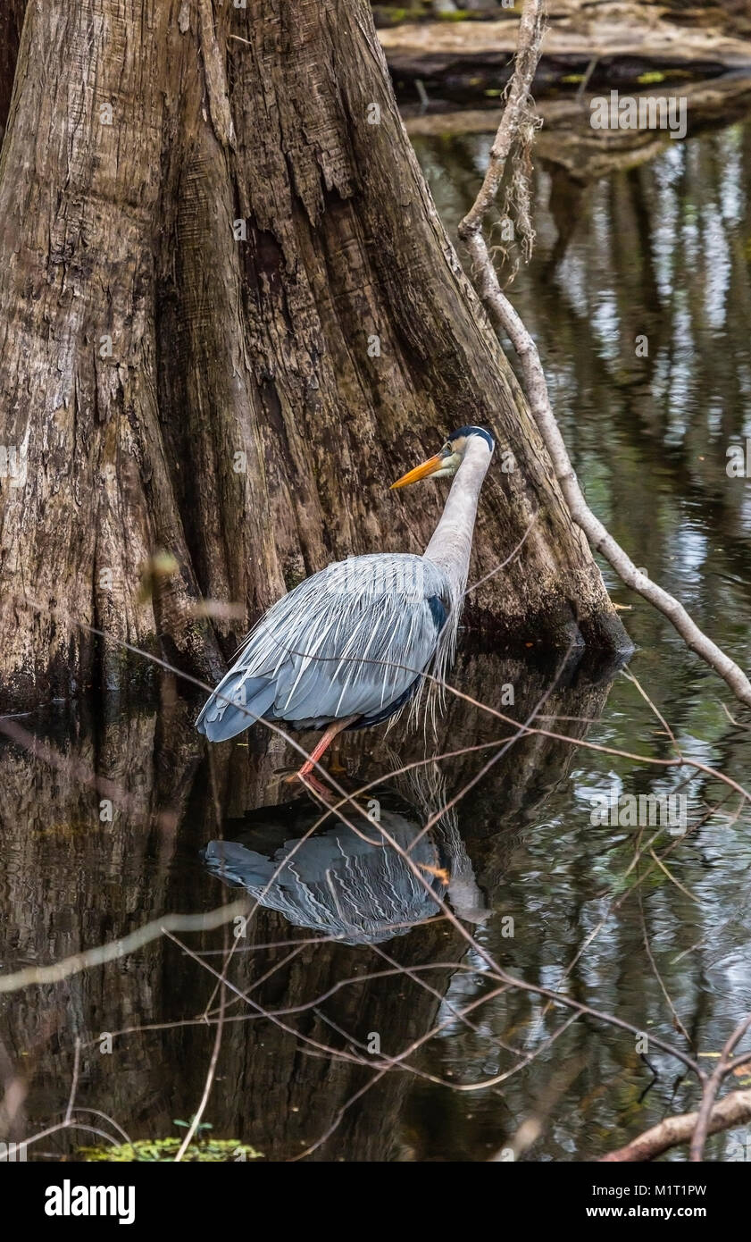 Grande blu nella parte anteriore del cipresso, Foto Stock