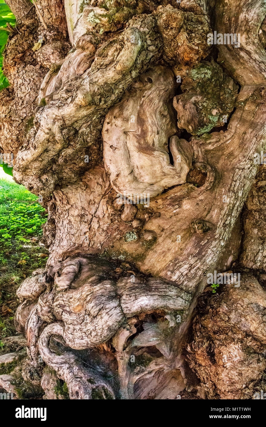 Il tronco di un albero di Catalpa. Questo è 1-of-5 si trova a Chatham Manor di Fredericksburg, Virginia qui è anche noto ha un 'testimone tree basata sull'civ Foto Stock