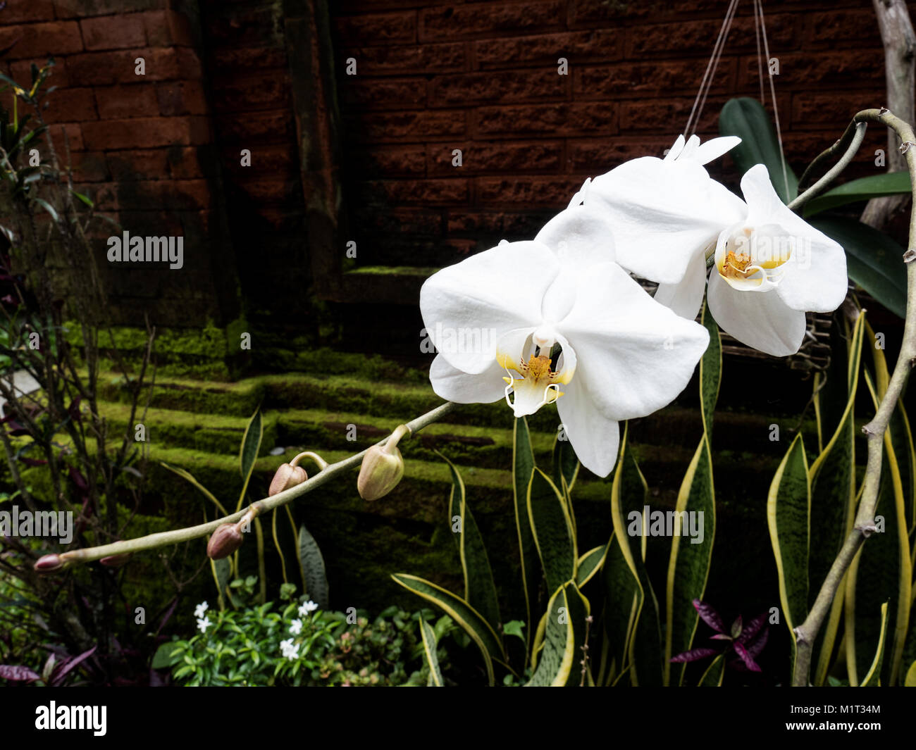 Close-up di wild le orchidee bianche (phalaenopsis) contro il buio, sfondo naturale Foto Stock