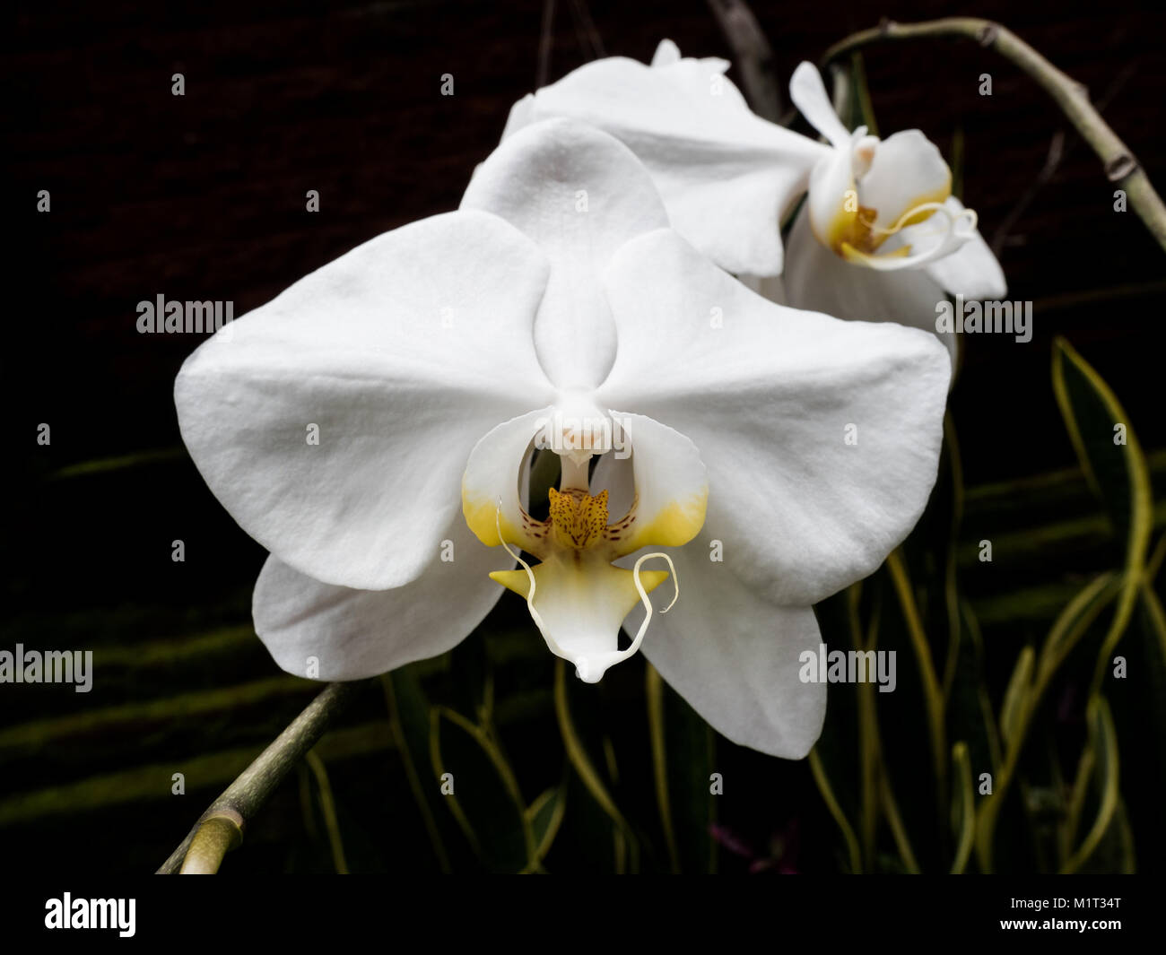 Close-up di wild le orchidee bianche (phalaenopsis) contro il buio, sfondo naturale Foto Stock