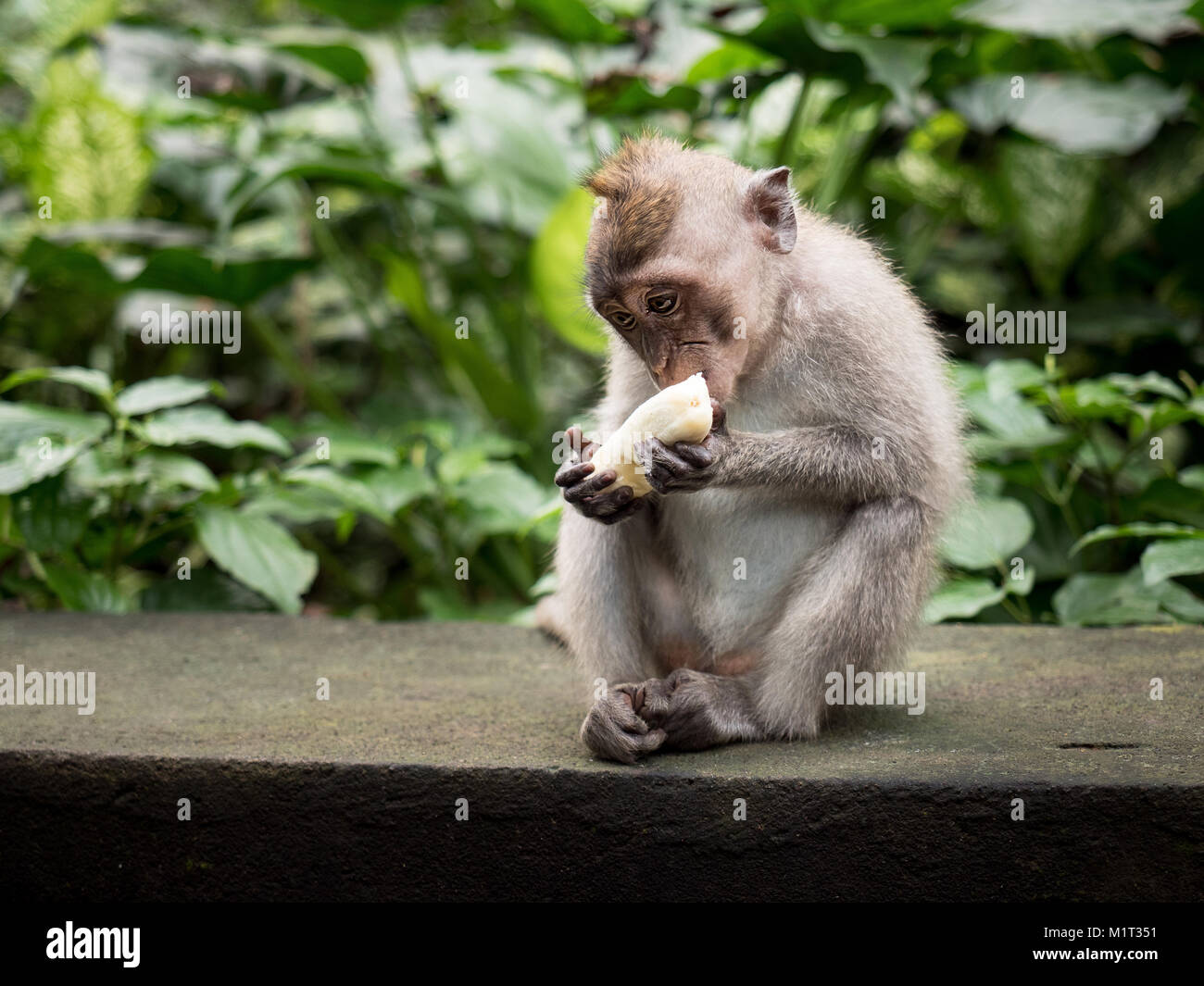 Baby macaco scimmia banane mangiare seduti. Ubud Monkey Forest, Bali, Indonesia Foto Stock