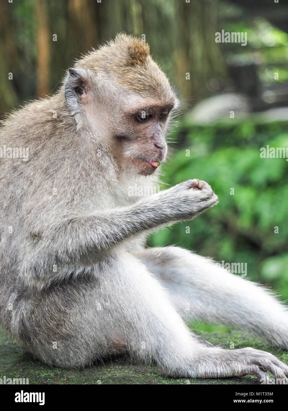 Espressione facciale di scimmia. Ritratto di annoiarsi e jaded macaco Foto Stock