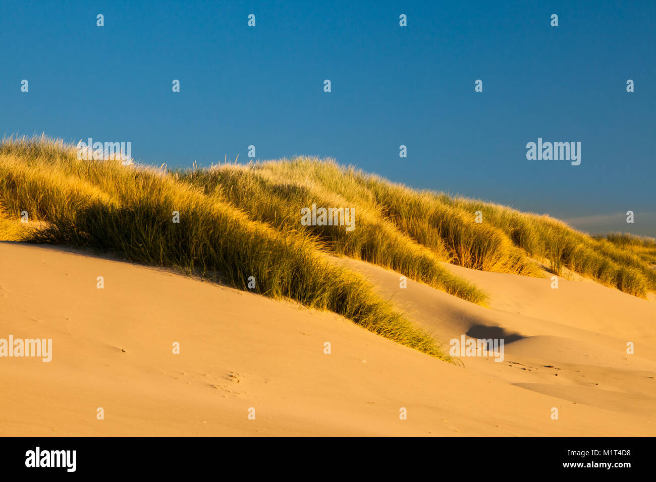 Le dune di sabbia ed erbe su una spiaggia in Oregon, USA Foto Stock