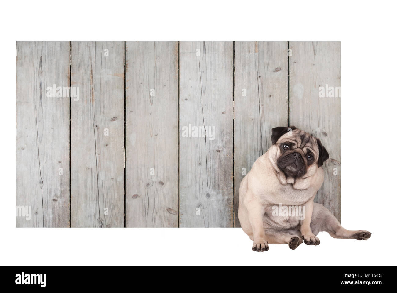 Carino pug cucciolo di cane seduto di fronte a vuoto di recinzione in legno segno promozionali di impalcature in legno, isolati su sfondo bianco Foto Stock