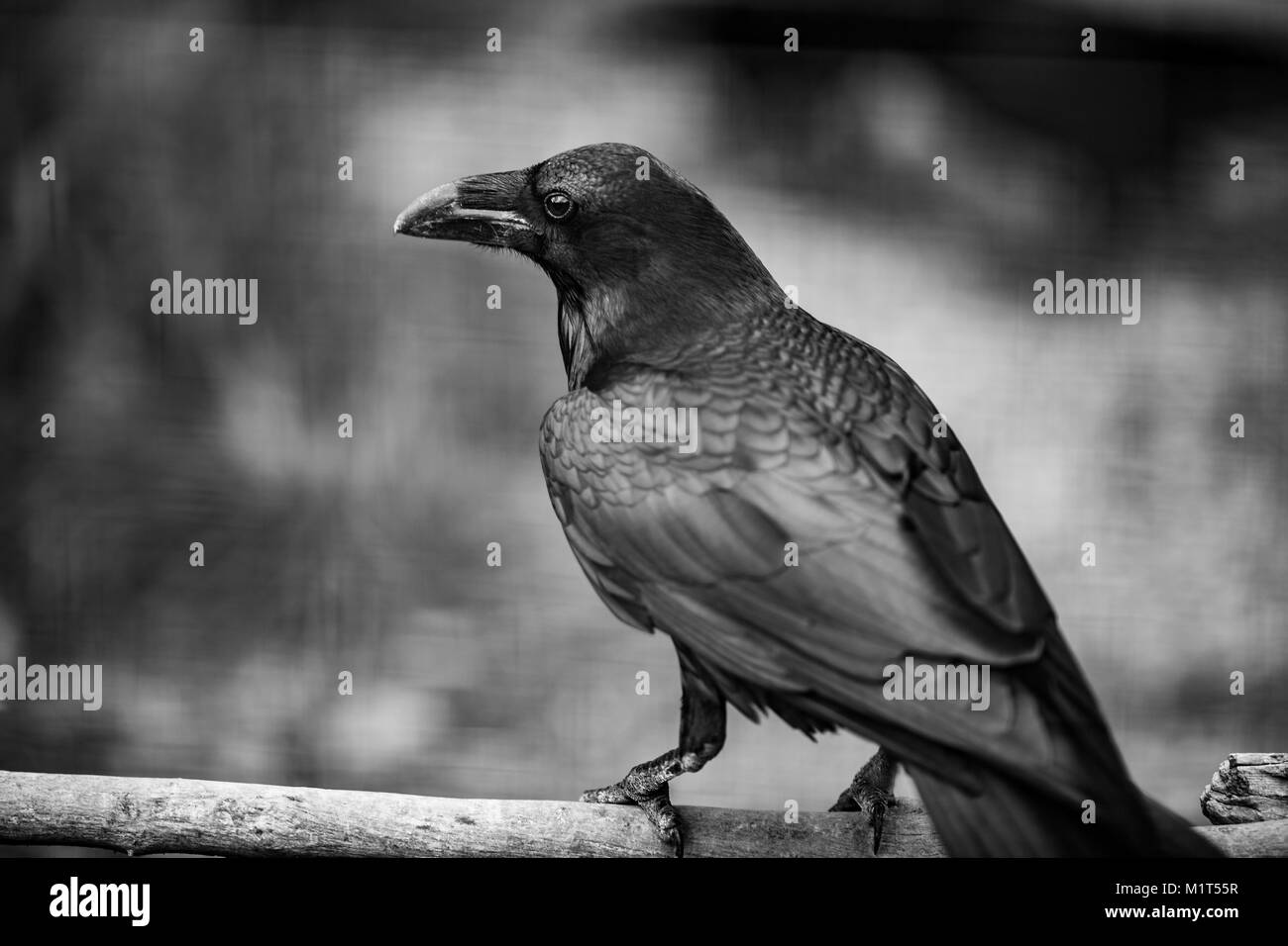 Ritratto di un corvo, in foto in bianco e nero, uno di il più intelligente creacure sul piano ravvicinato Foto Stock