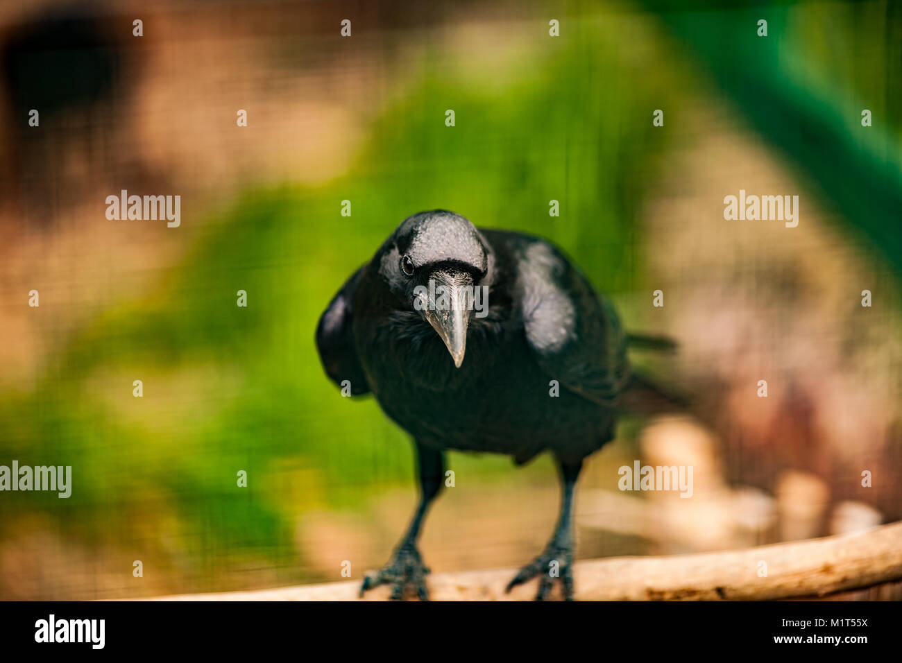 Ritratto di un corvo, uno dei la più intelligente creacure sul piano ravvicinato Foto Stock