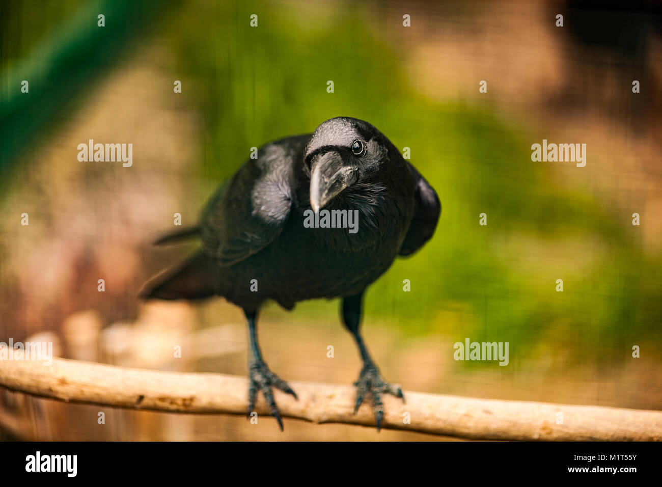 Ritratto di un corvo, uno dei la più intelligente creacure sul piano ravvicinato Foto Stock