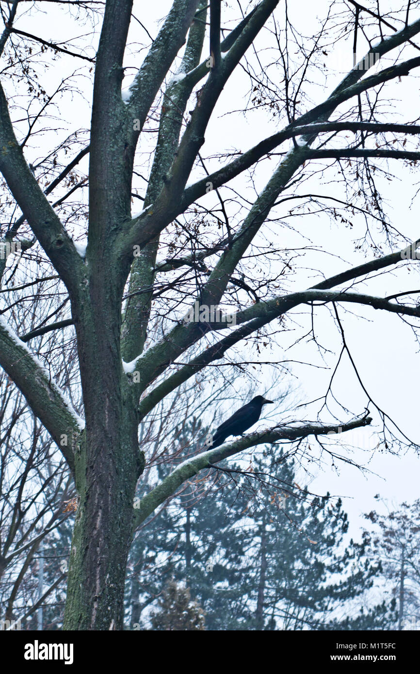Carrion crow in piedi su un ramo di albero con neve, in inverno Foto Stock