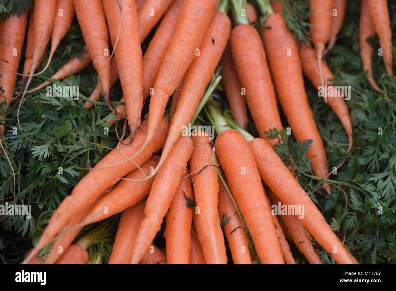 Close up ortaggi a radice di fresco arancio brillante carote con foglia verde tops su Foto Stock